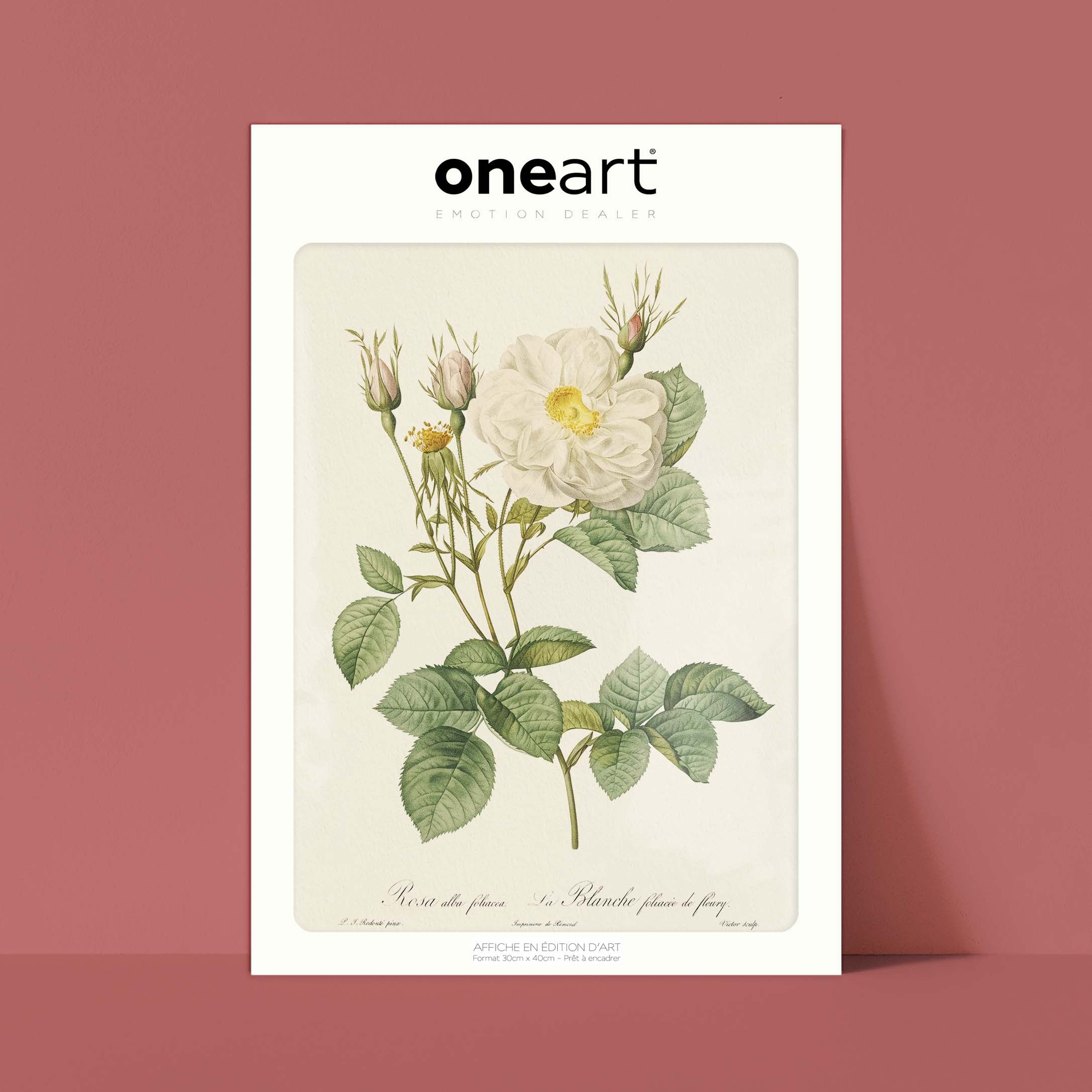 Planche botanique - La Blanche foliacée de fleury-oneart.fr