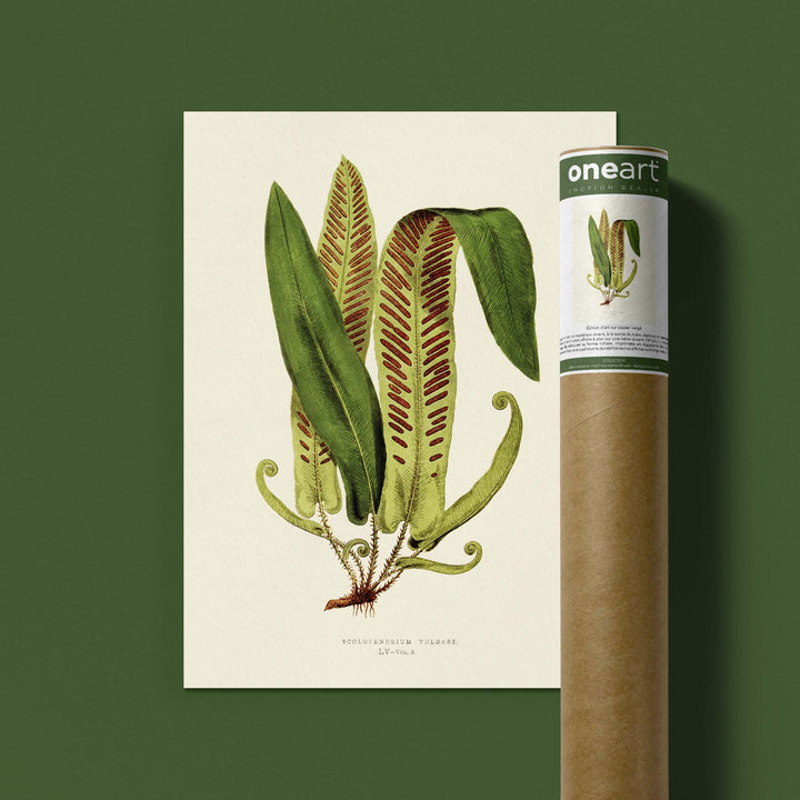 Planche botanique fougère - Scolopendrium vulgare
