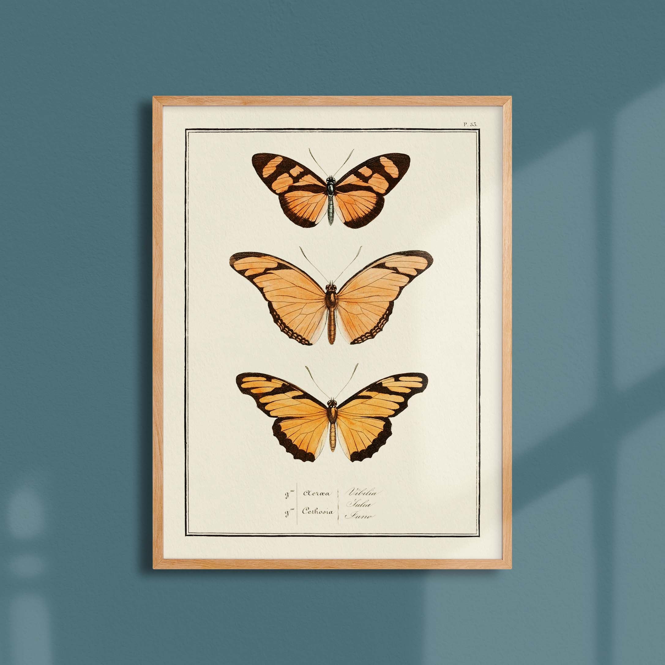 Planche d'entomologie Papillons - N°53-oneart.fr