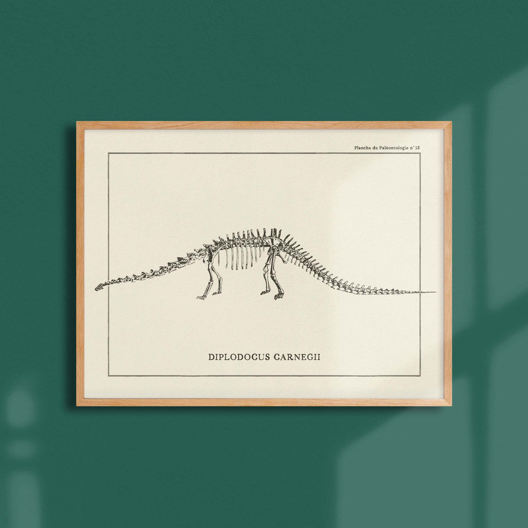 Affiche Dinosaure - Squelette de diplodocus