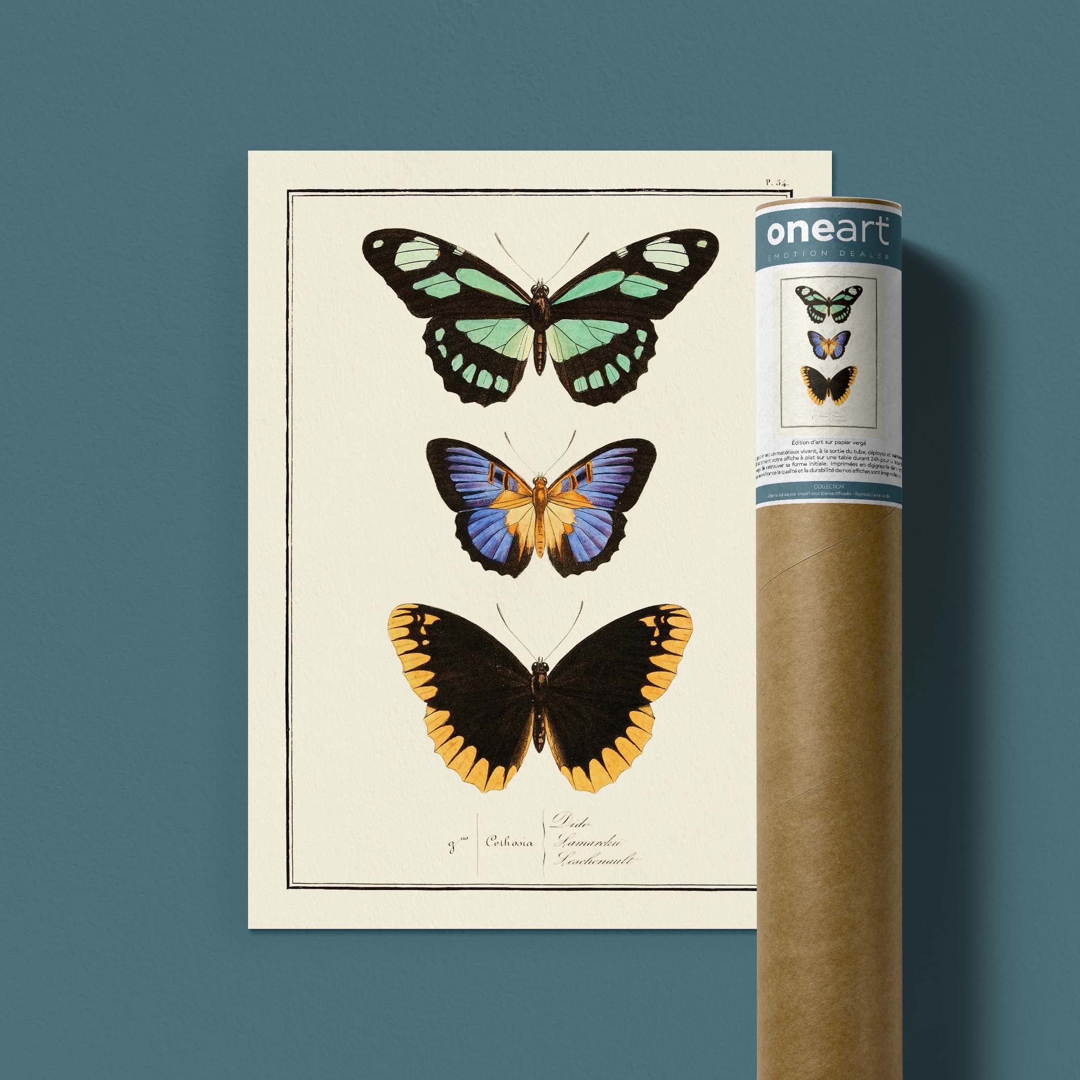 Planche d'entomologie Papillons - N°54-oneart.fr