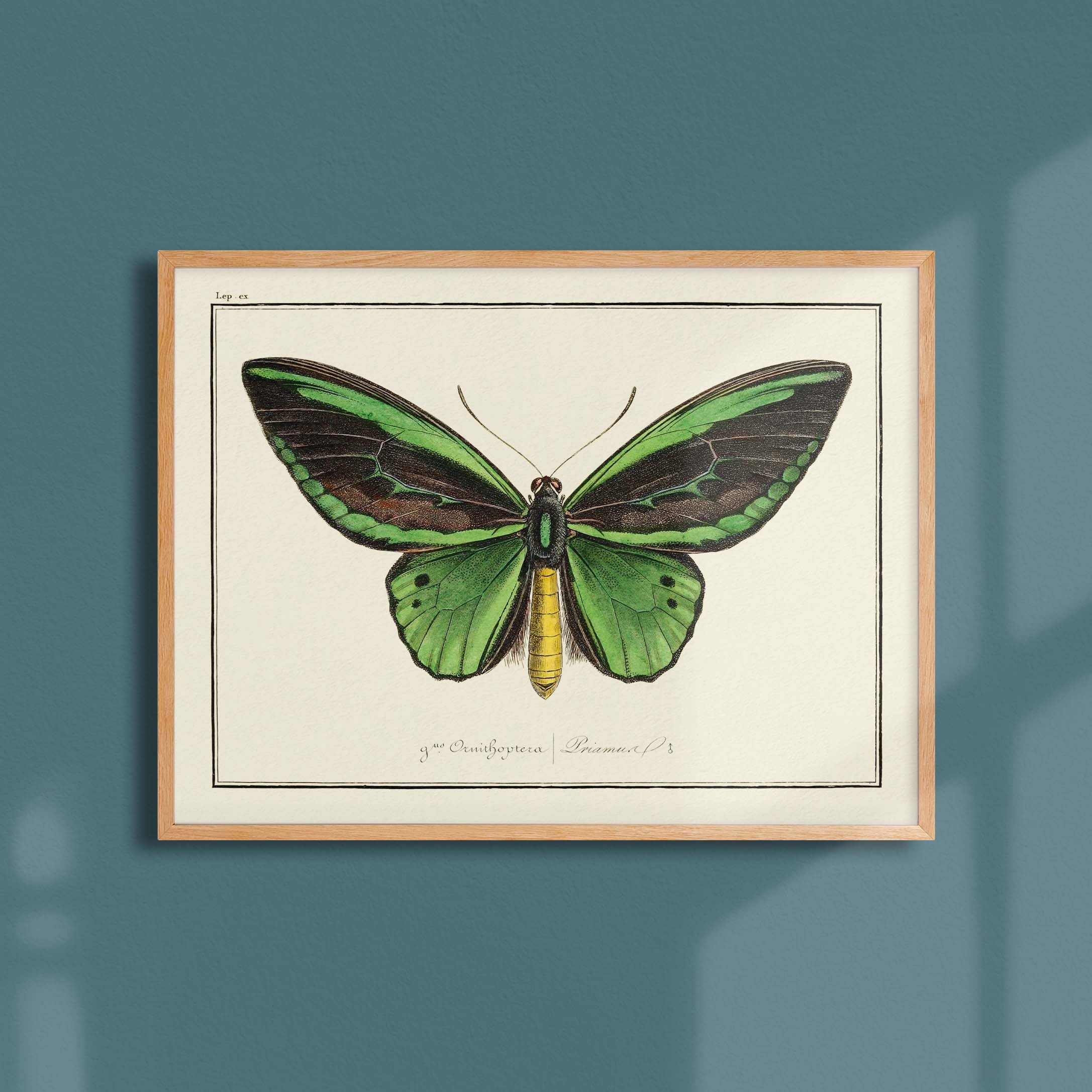 Planche d'entomologie Papillon - N°4-oneart.fr
