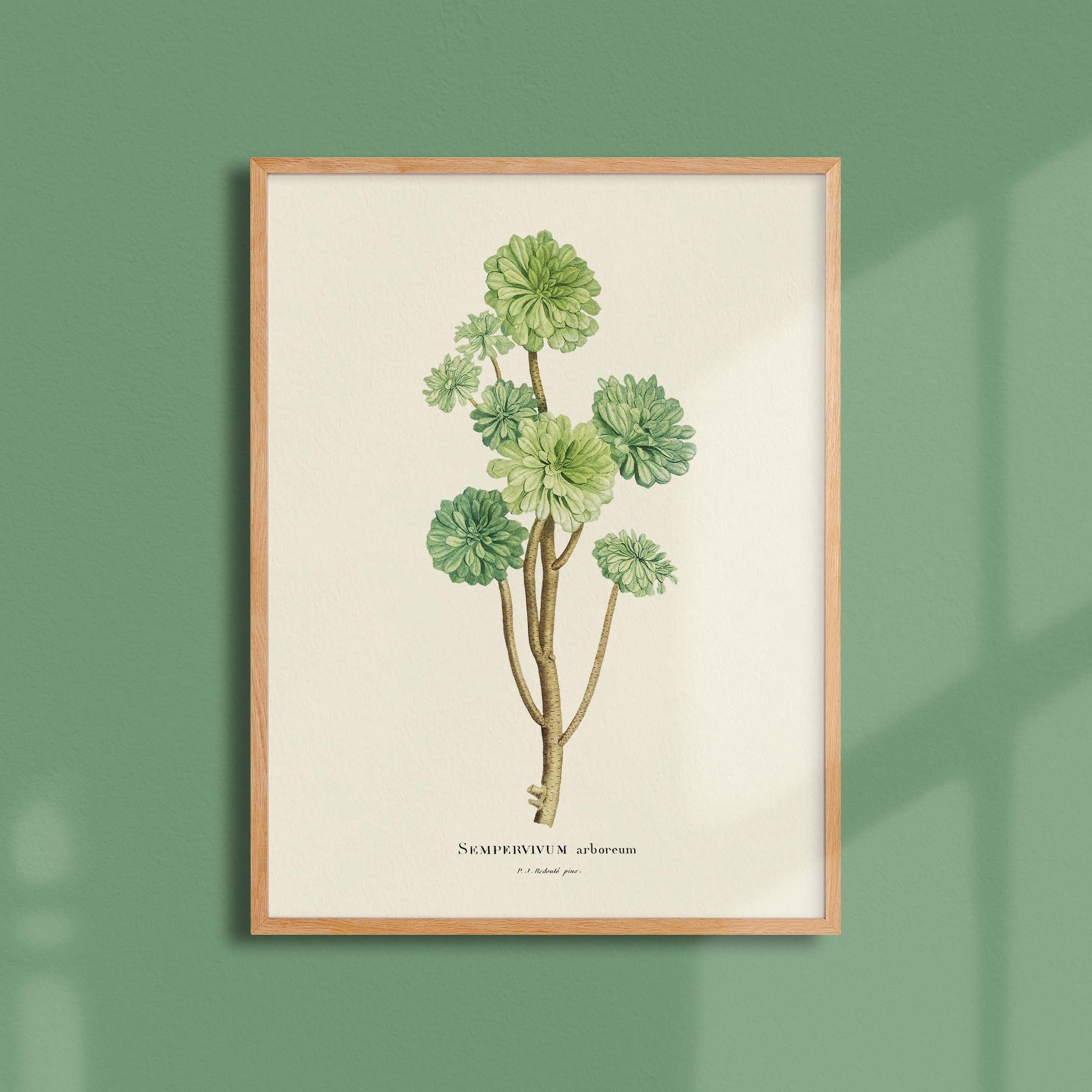 Planche botanique - Sempervivum arboreum-oneart.fr