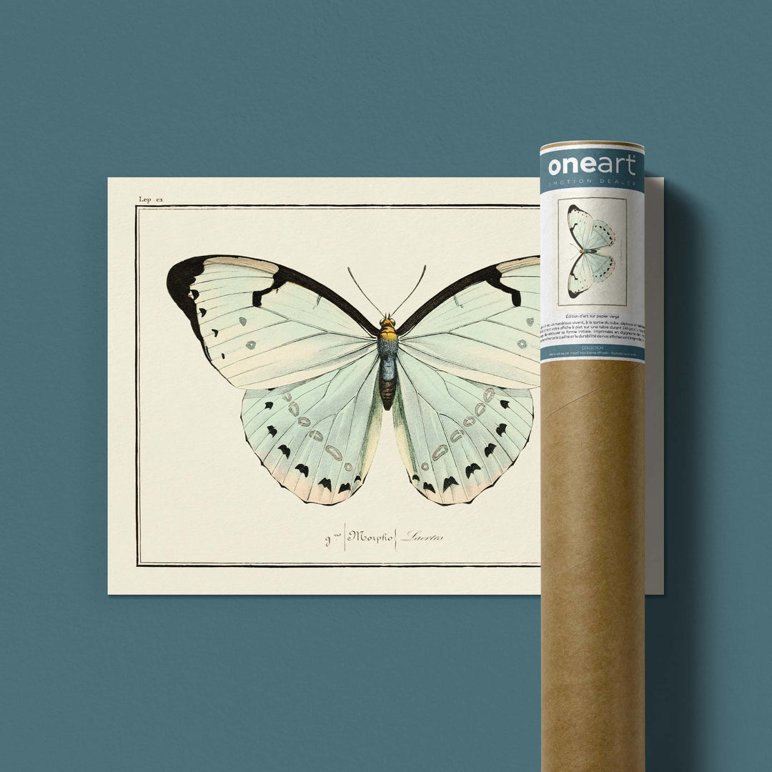 Planche d'entomologie Papillon -  N°77