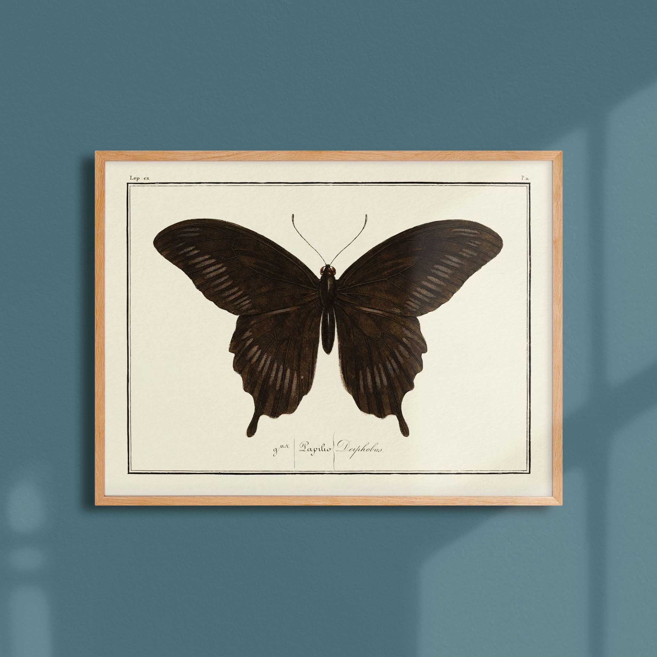 Planche d'entomologie Papillon - N°11-oneart.fr