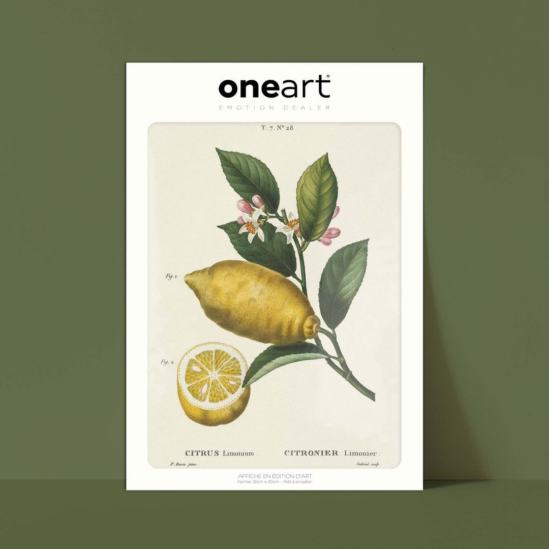 Planche botanique fruit - Citronnier limonier