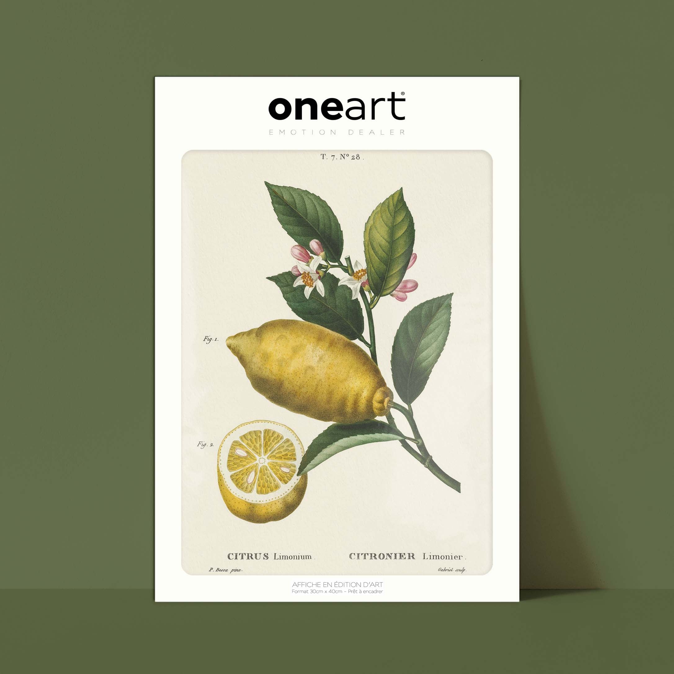 Planche botanique fruit - Citronnier limonier-oneart.fr