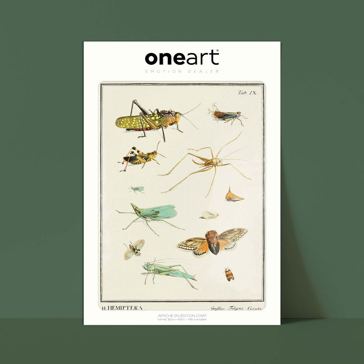Planche d'entomologie  - Hemiptera