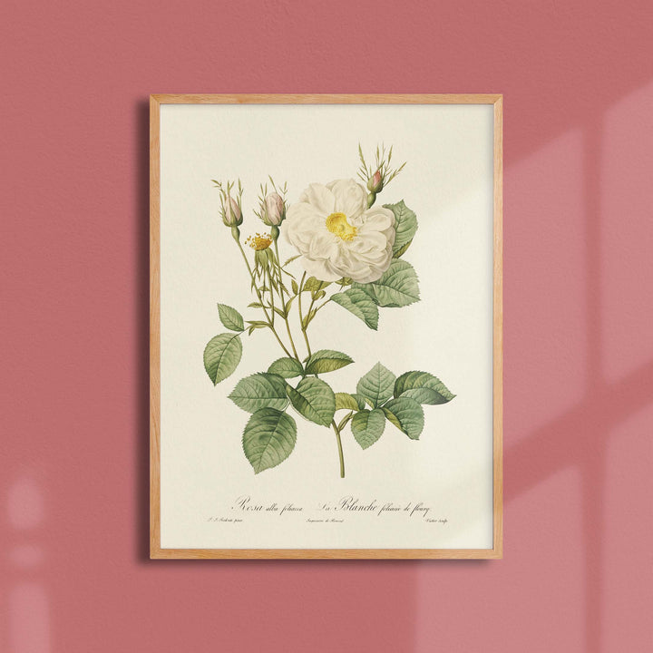Planche botanique  - La Blanche foliacée de fleury