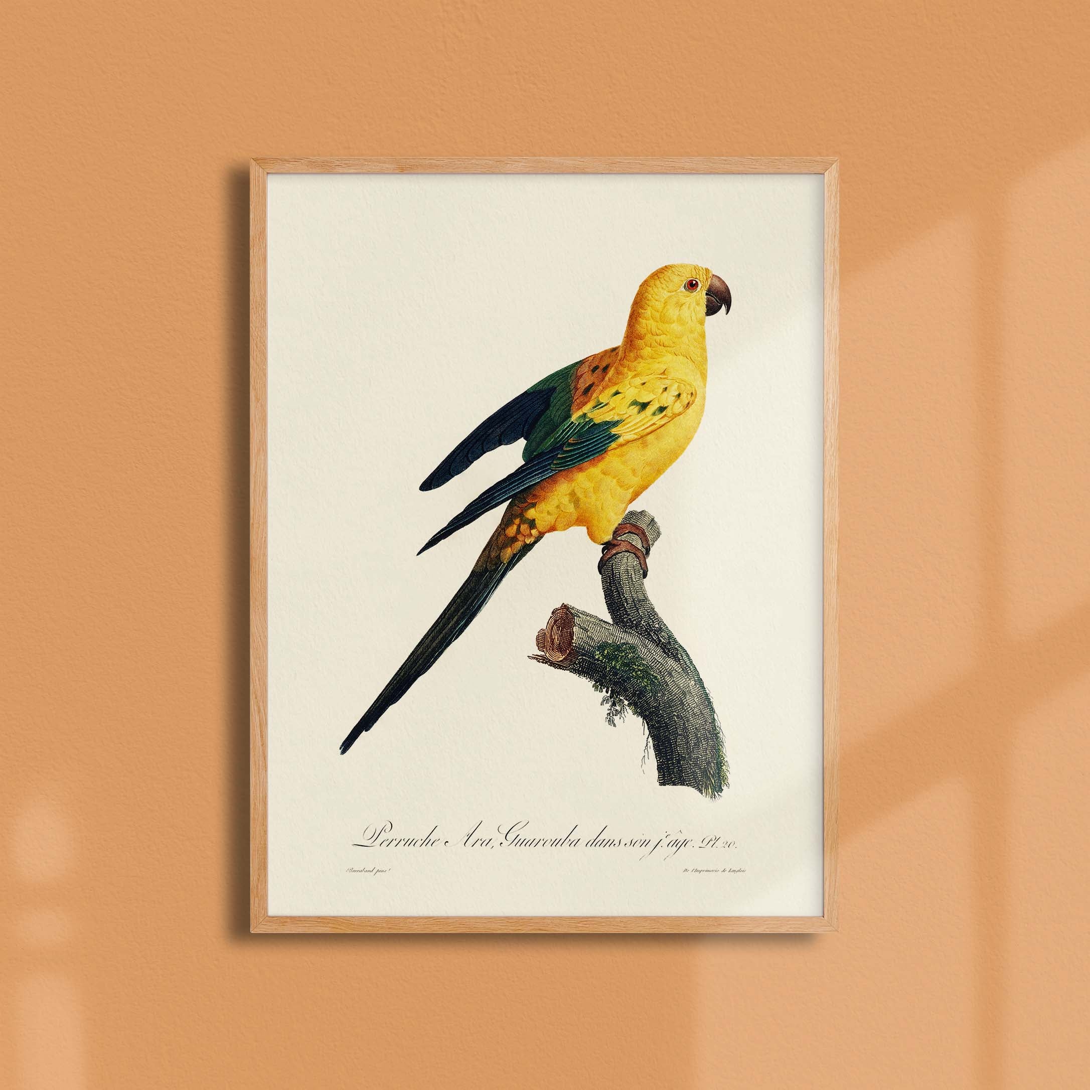 Planche d'ornithologie - La perruche Ara Guarouba-oneart.fr