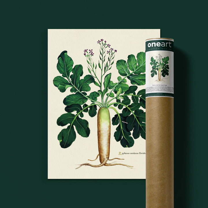 Planche botanique potager - Radis d’hiver à col vert