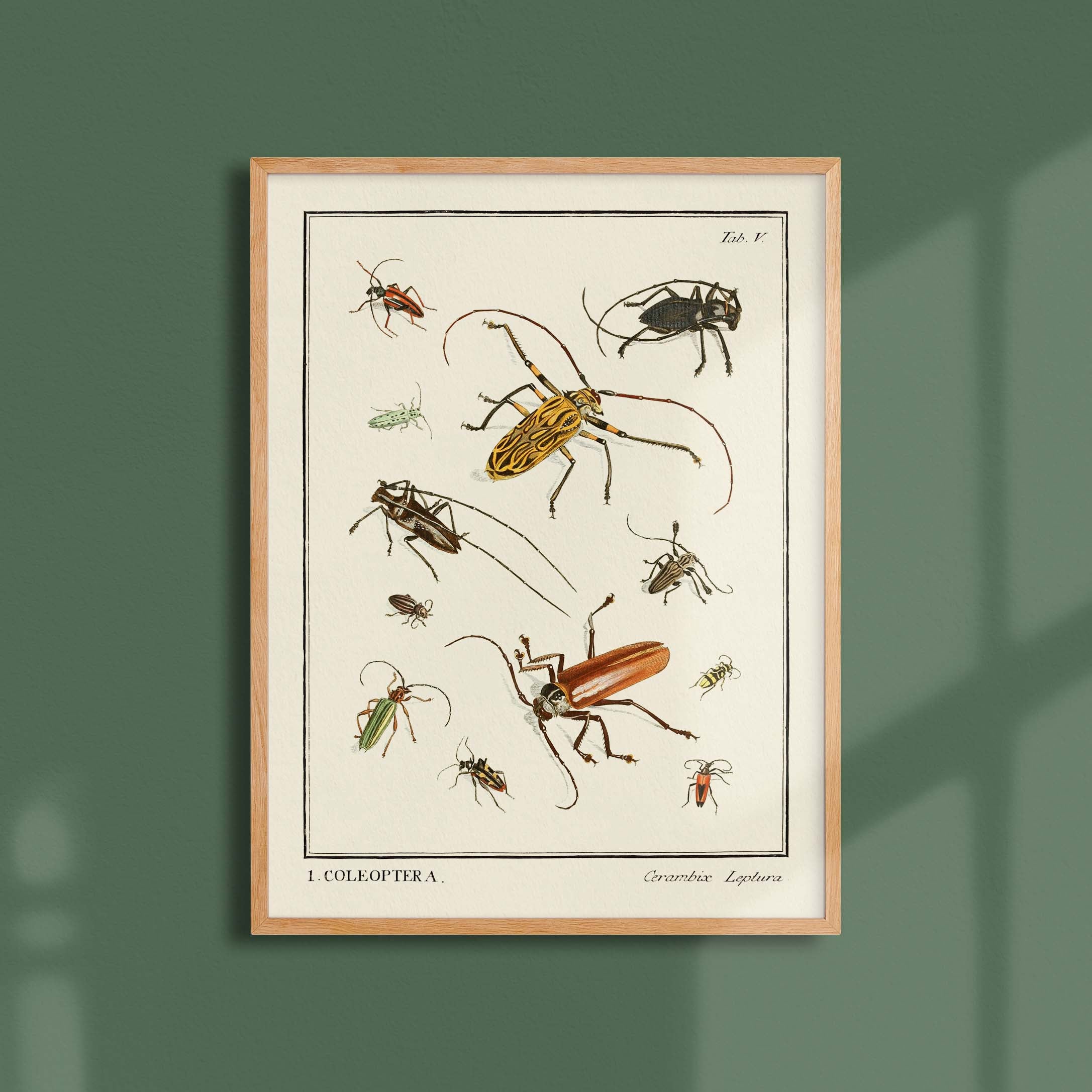 Planche d'entomologie - Coleoptera - 2-oneart.fr