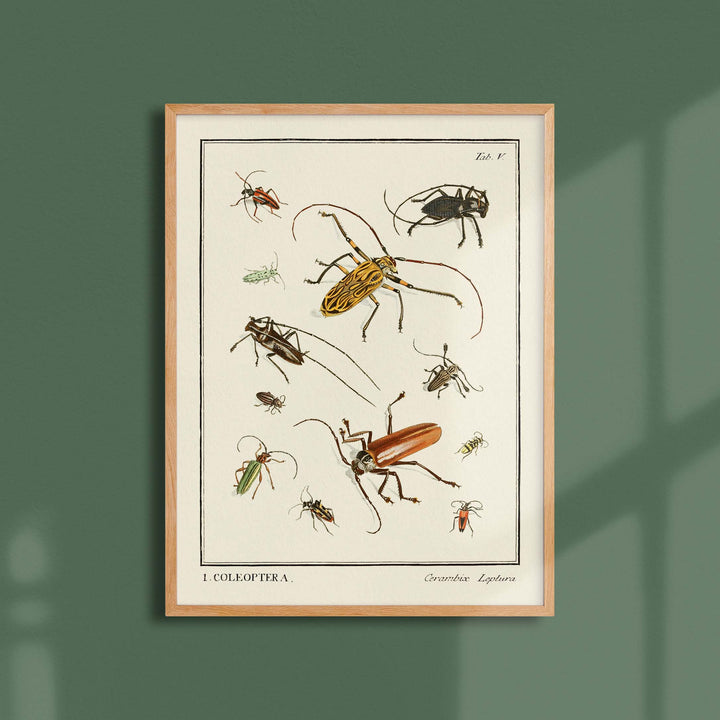 Planche d'entomologie  - Coleoptera - 2