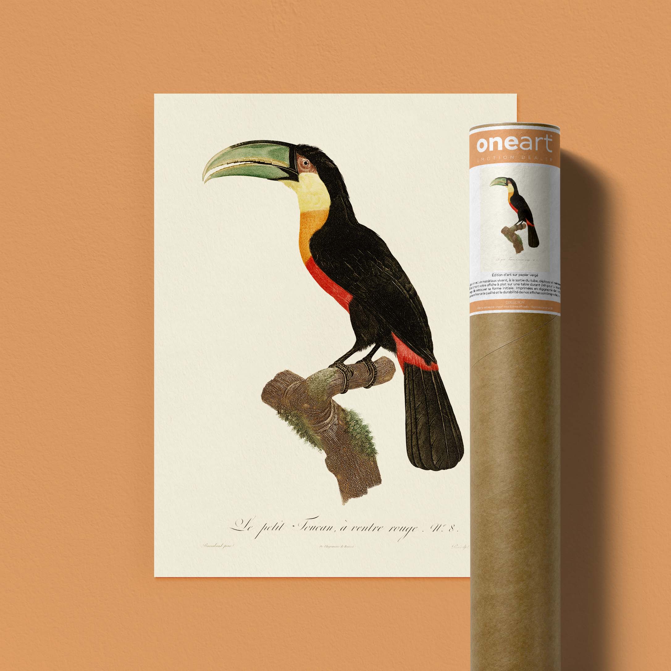 Planche d'ornithologie - Le petit Toucan à ventre rouge-oneart.fr