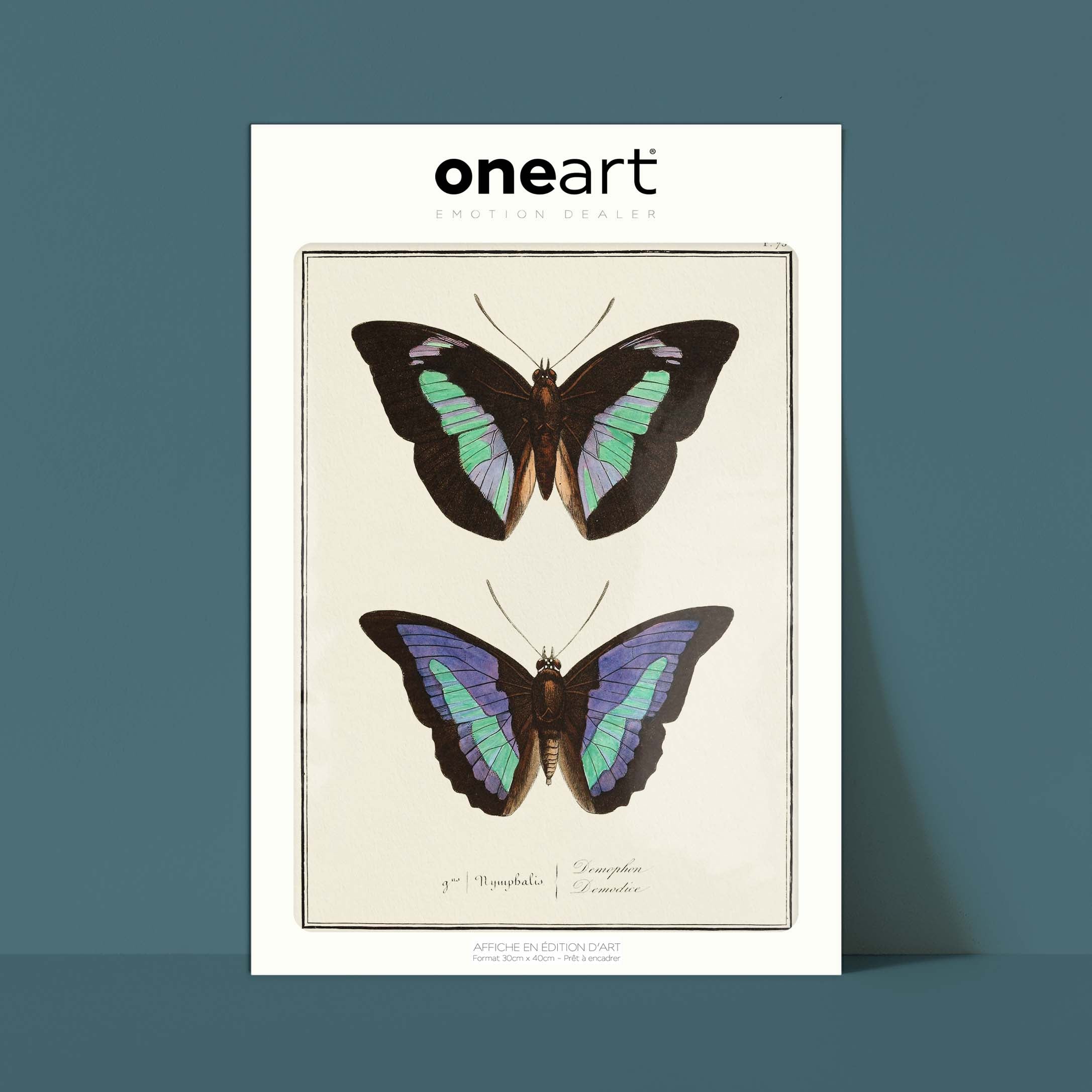 Planche d'entomologie Papillons - N°73-oneart.fr