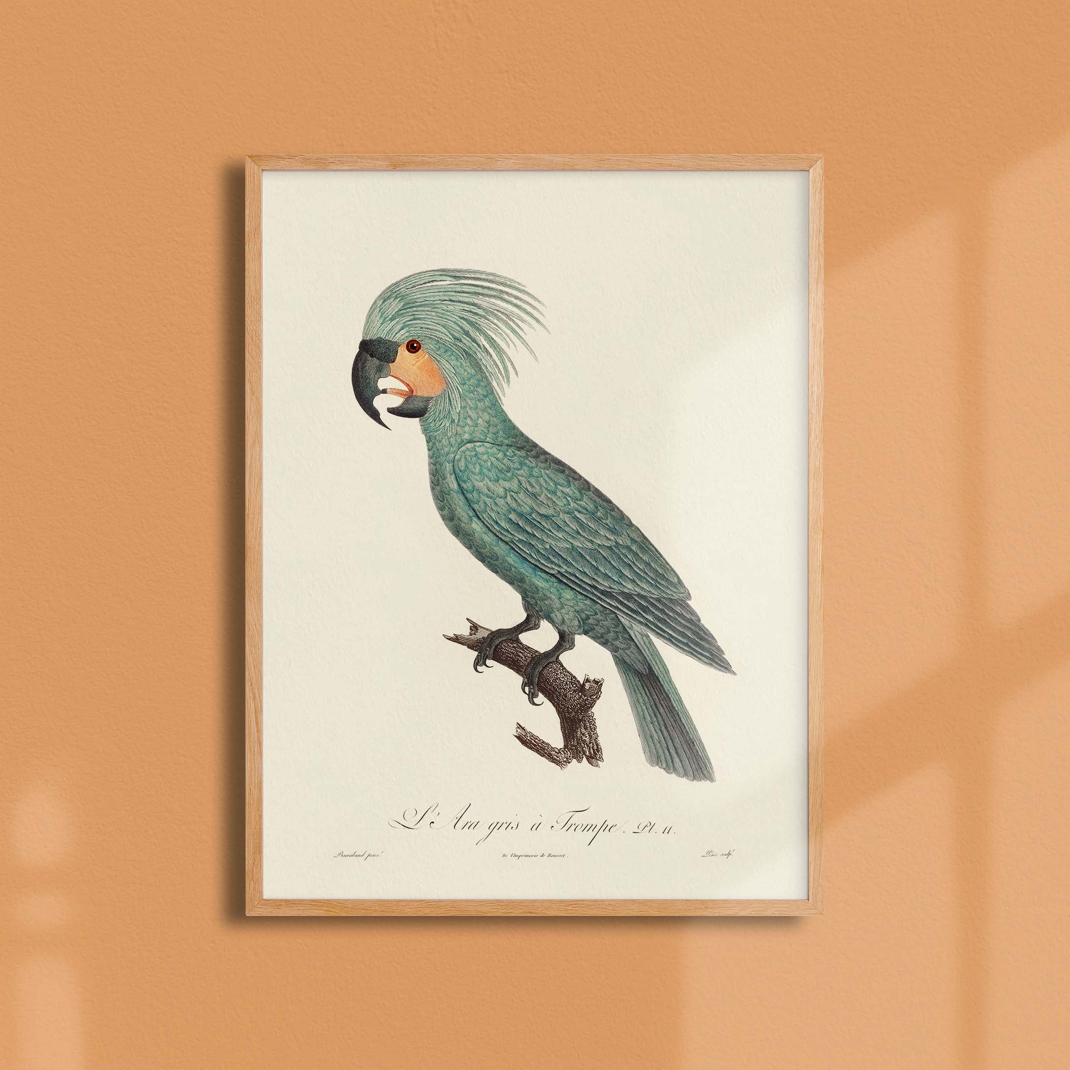 Planche d'ornithologie - L'Ara gris à trompe-oneart.fr