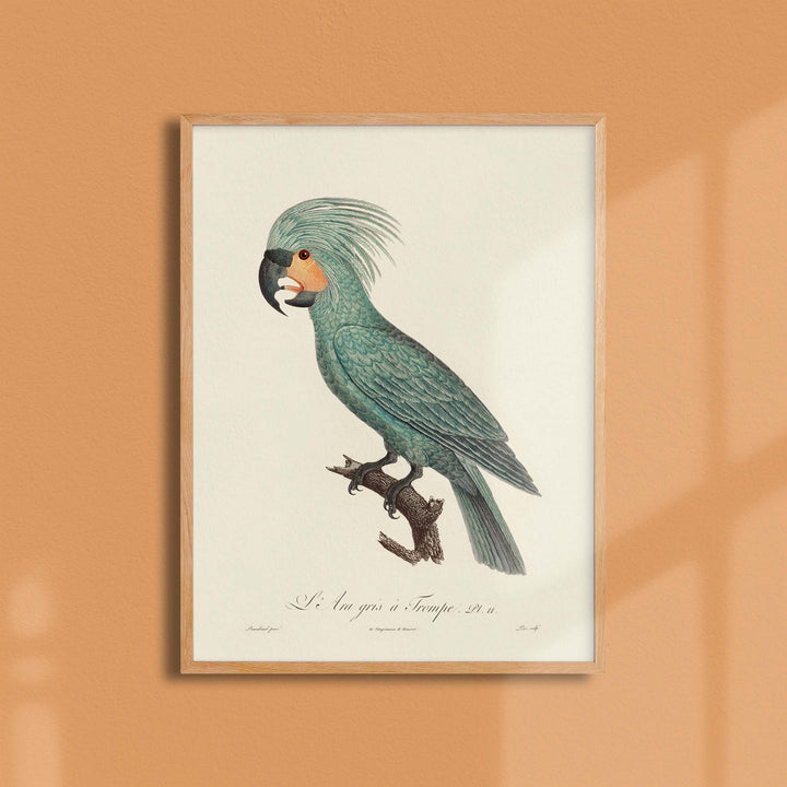 Planche d'ornithologie - L'Ara gris à trompe