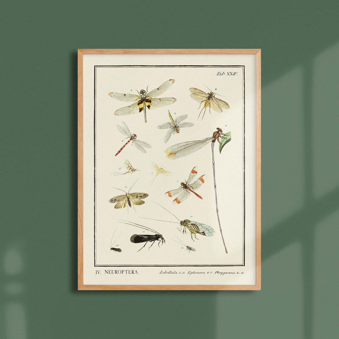 Planche d'entomologie  - Neuroptera
