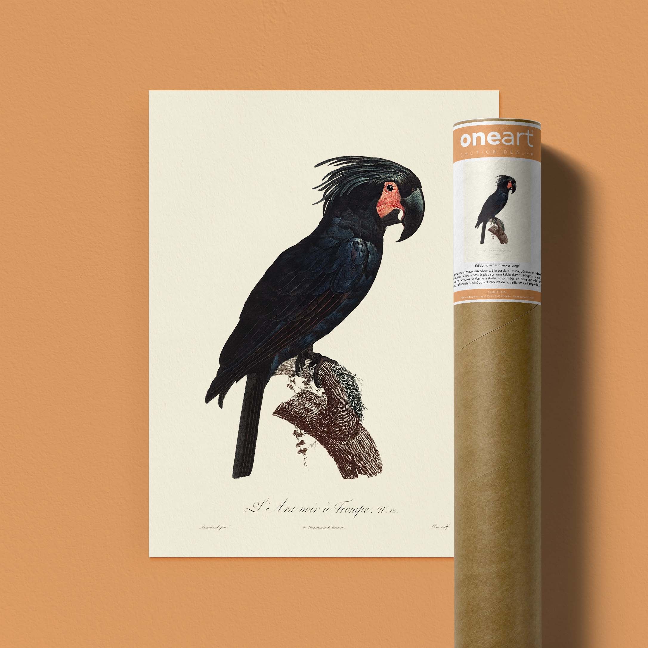 Planche d'ornithologie - L'Ara noir à trompe-oneart.fr