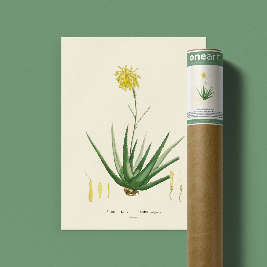 Planche botanique  - Aloe vulgaris