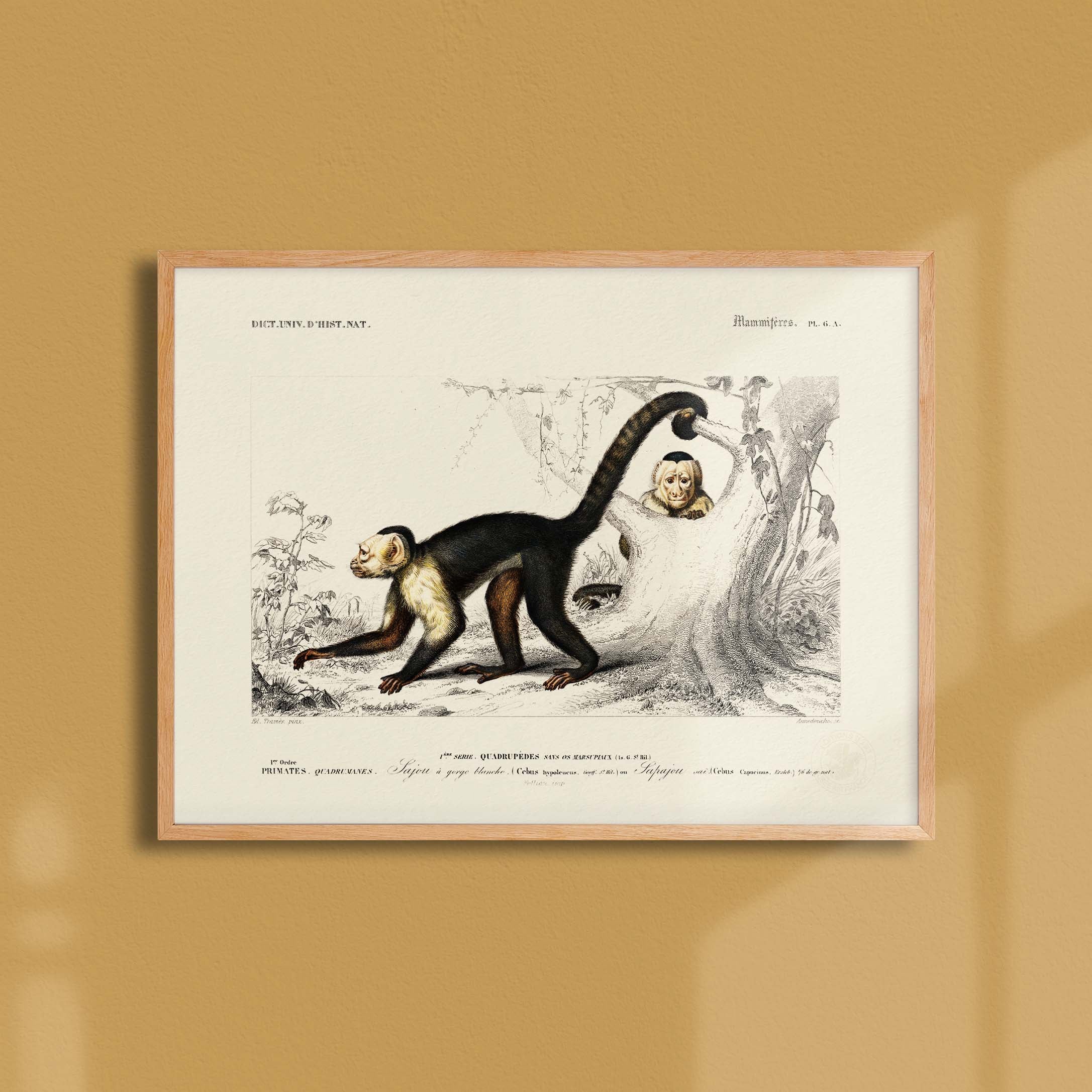 Planche de zoologie - Le sajou-oneart.fr