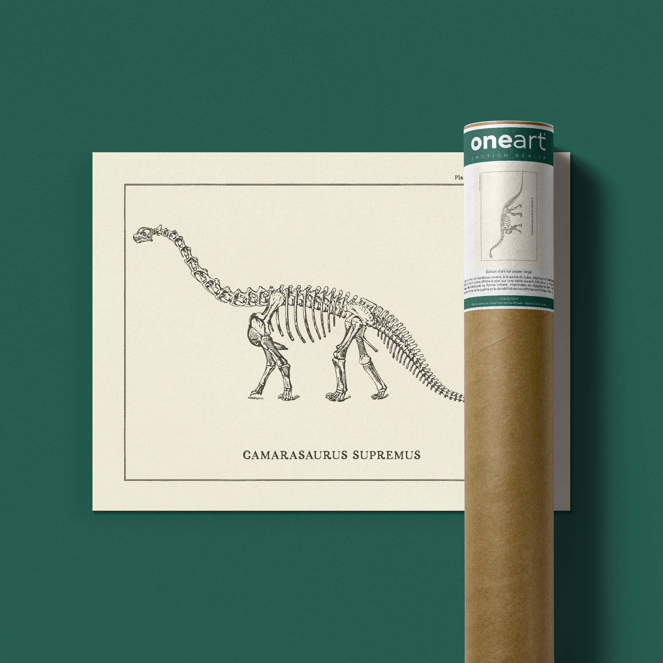 Affiche Dinosaure - Squelette de Camarasaurus-oneart.fr