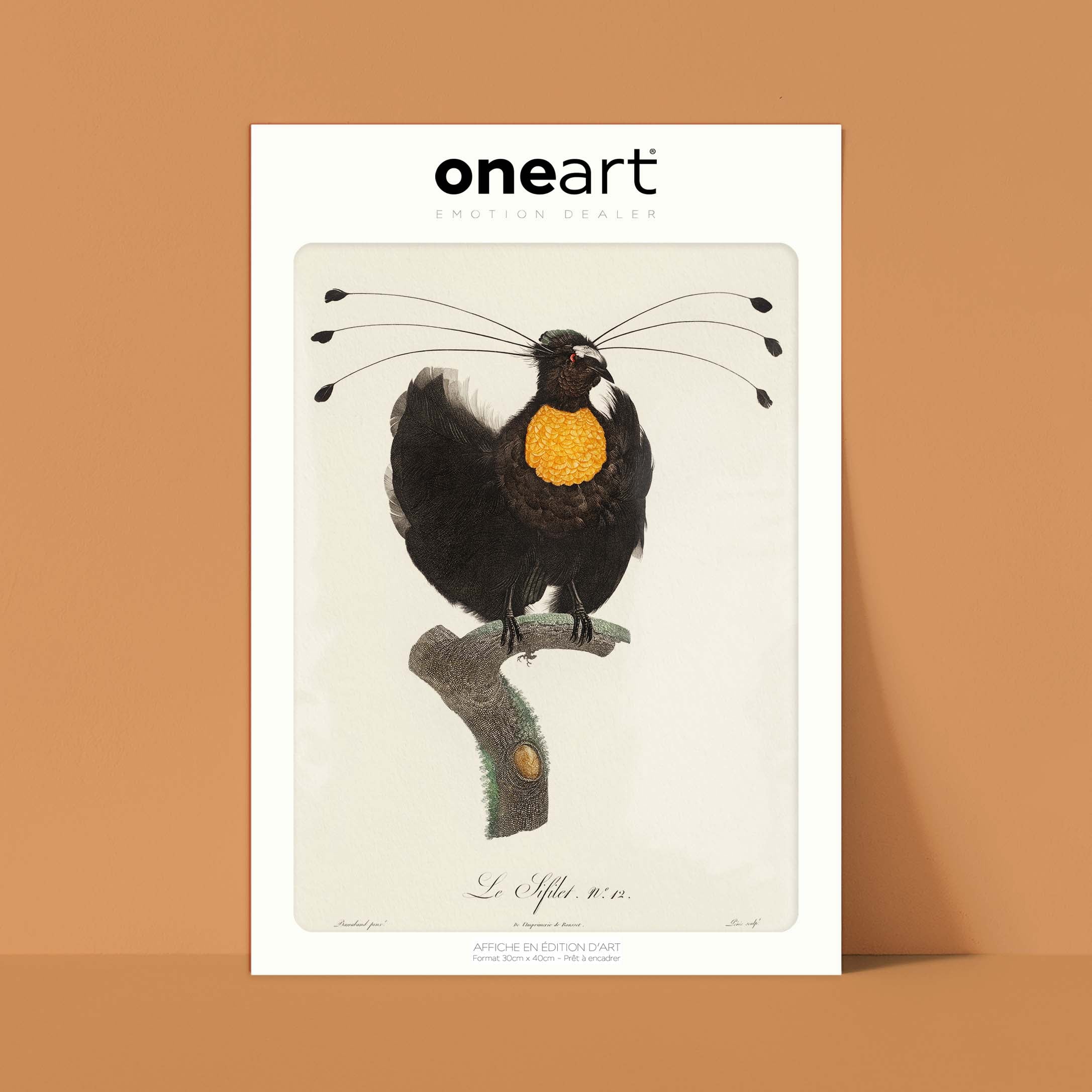 Planche d'ornithologie - Le Sifilet-oneart.fr