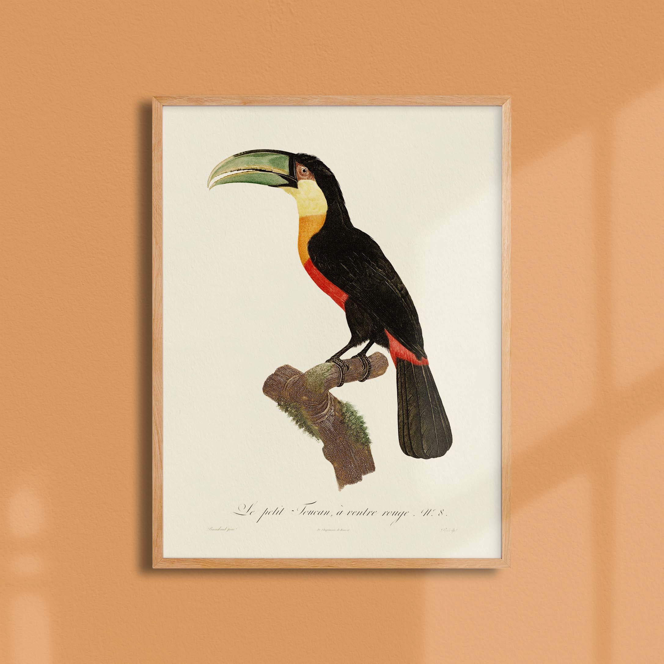 Planche d'ornithologie - Le petit Toucan à ventre rouge-oneart.fr