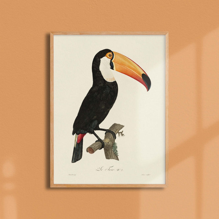 Planche d'ornithologie - Le Toco