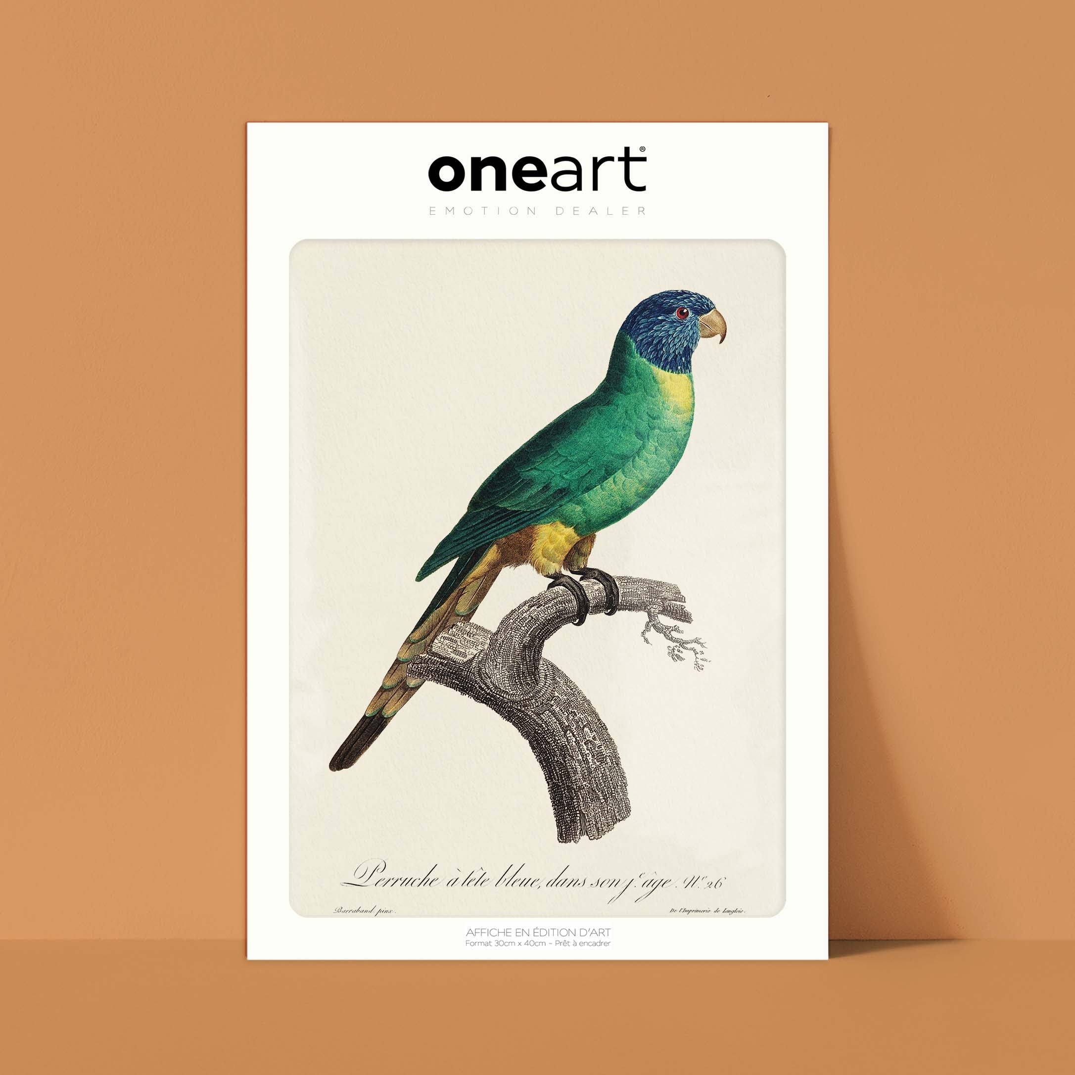 Planche d'ornithologie - La perruche à tête bleue-oneart.fr