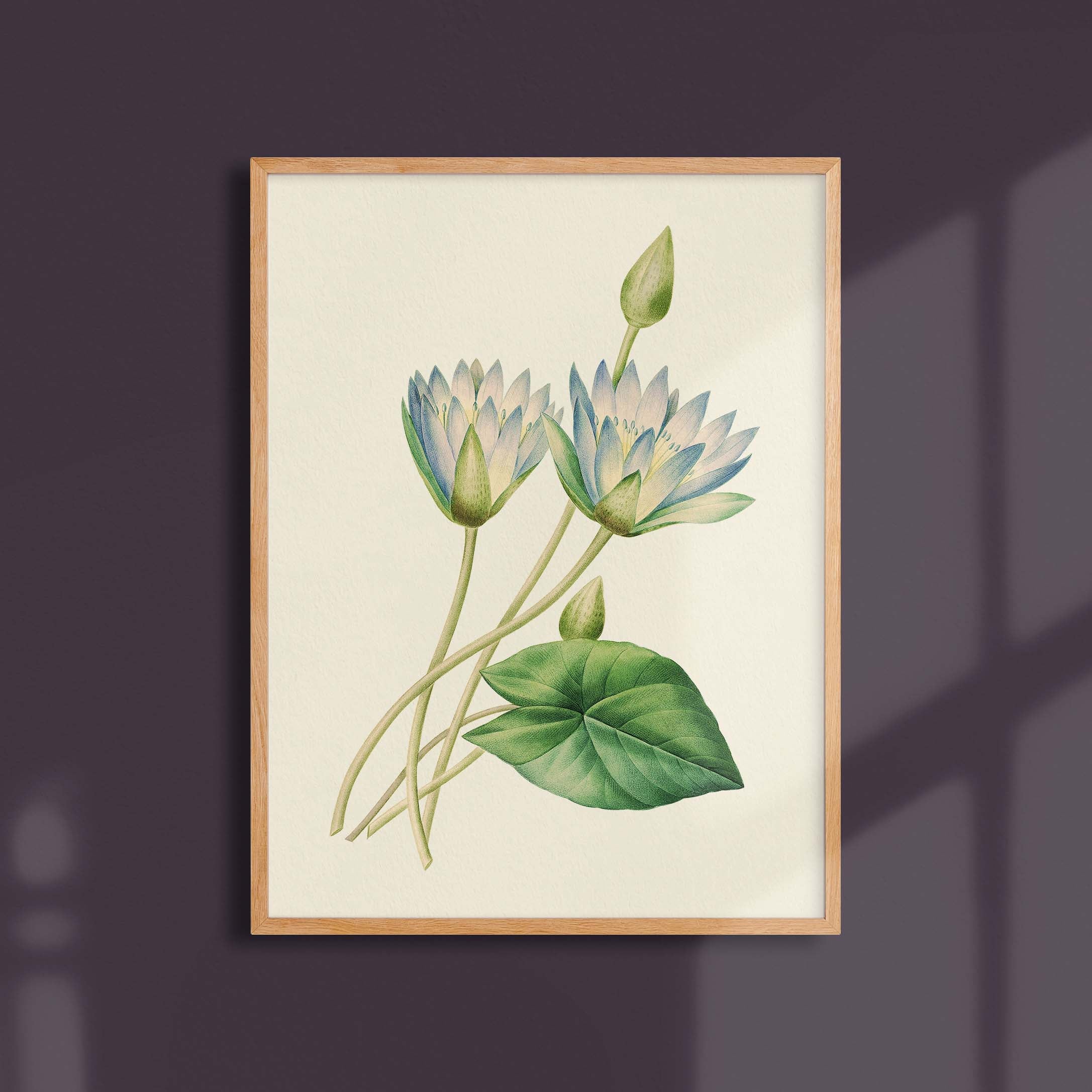 Planche botanique - Lotus bleu d'Égypte-oneart.fr