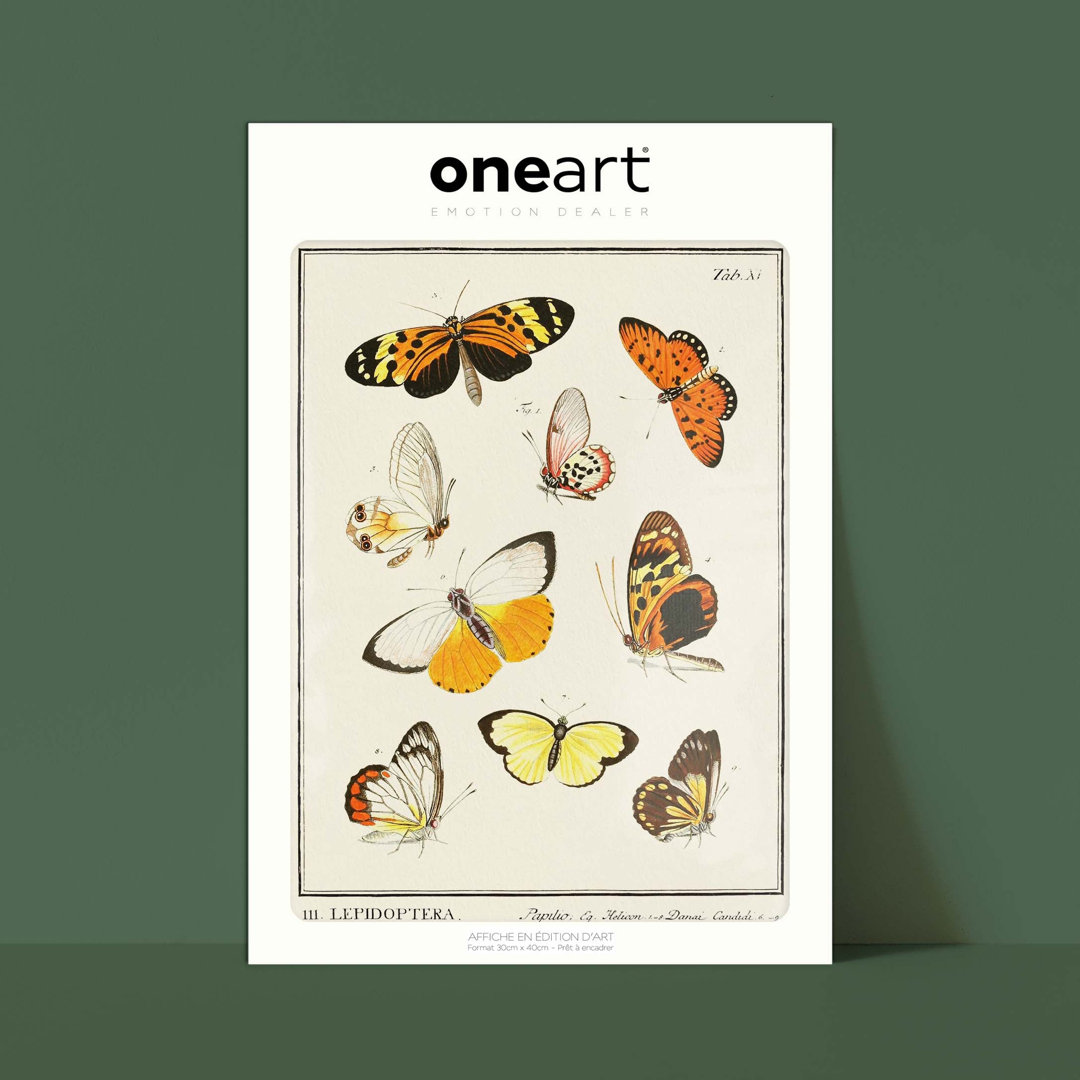 Planche d'entomologie - Lepidoptera - 1-oneart.fr