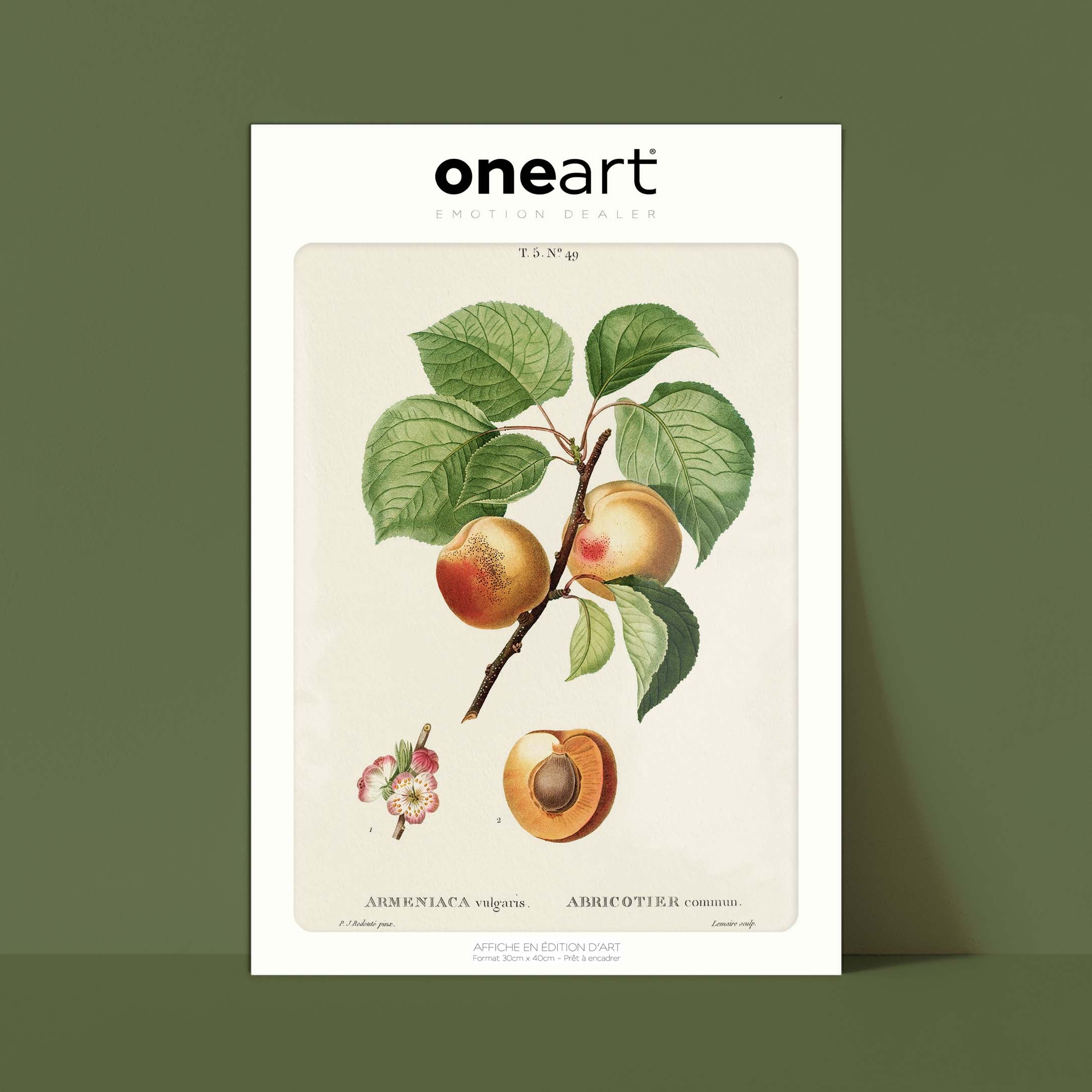 Planche botanique fruit - Abricotier-oneart.fr