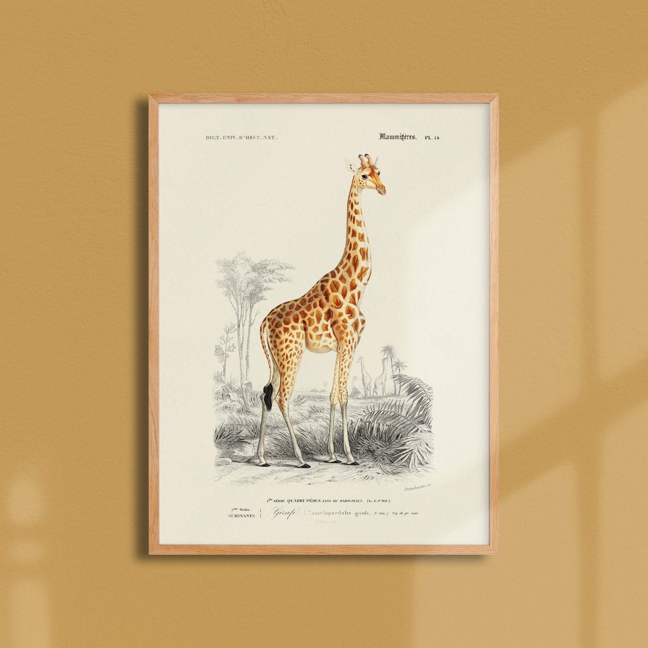 Planche de zoologie - La girafe-oneart.fr