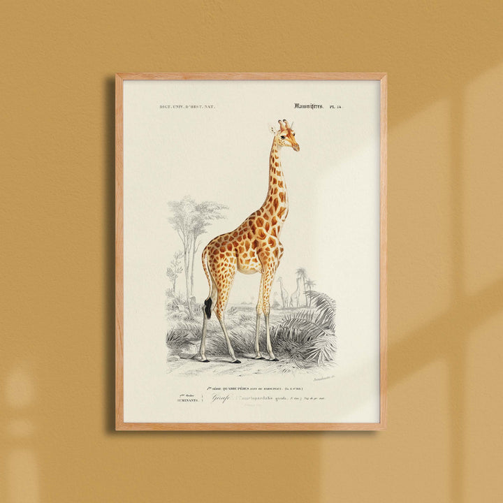 Planche de zoologie  - La girafe