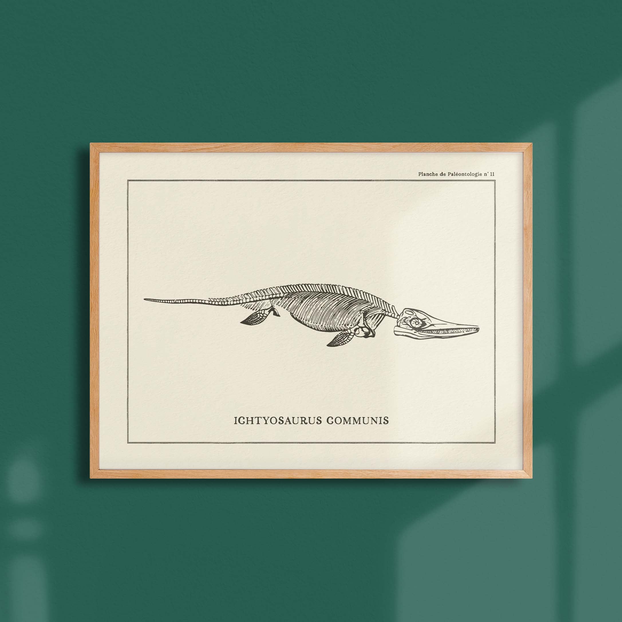 Affiche Dinosaure - Squelette d'ichtyosaure-oneart.fr