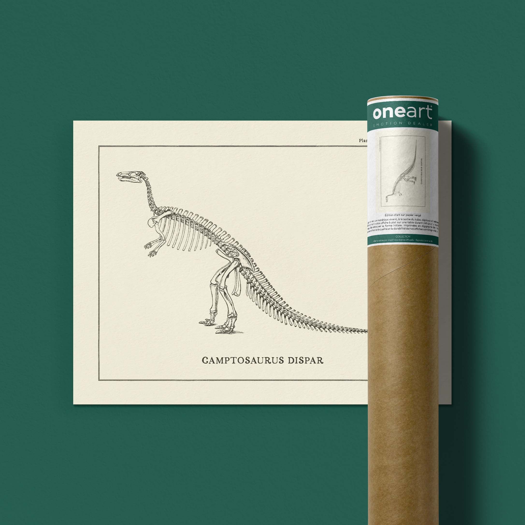 Affiche Dinosaure - Squelette de Camptosaure-oneart.fr