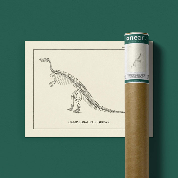 Affiche Dinosaure - Squelette de Camptosaure