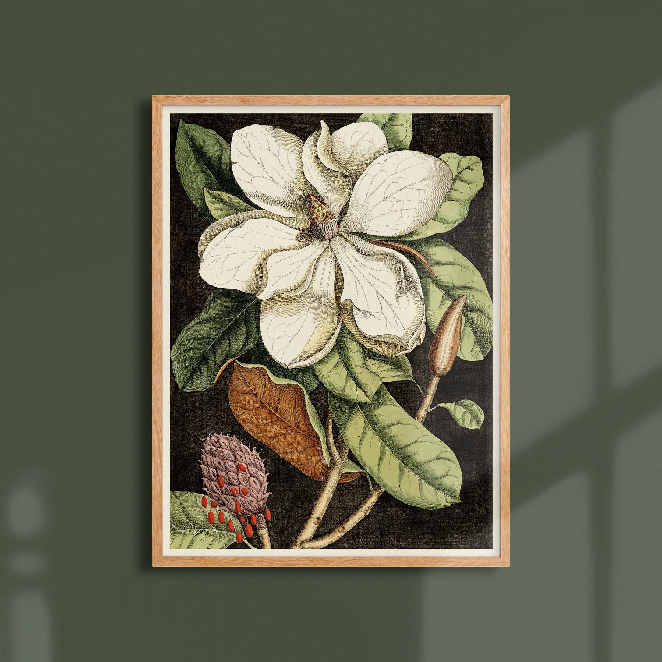 Planche botanique - Magnolia-oneart.fr