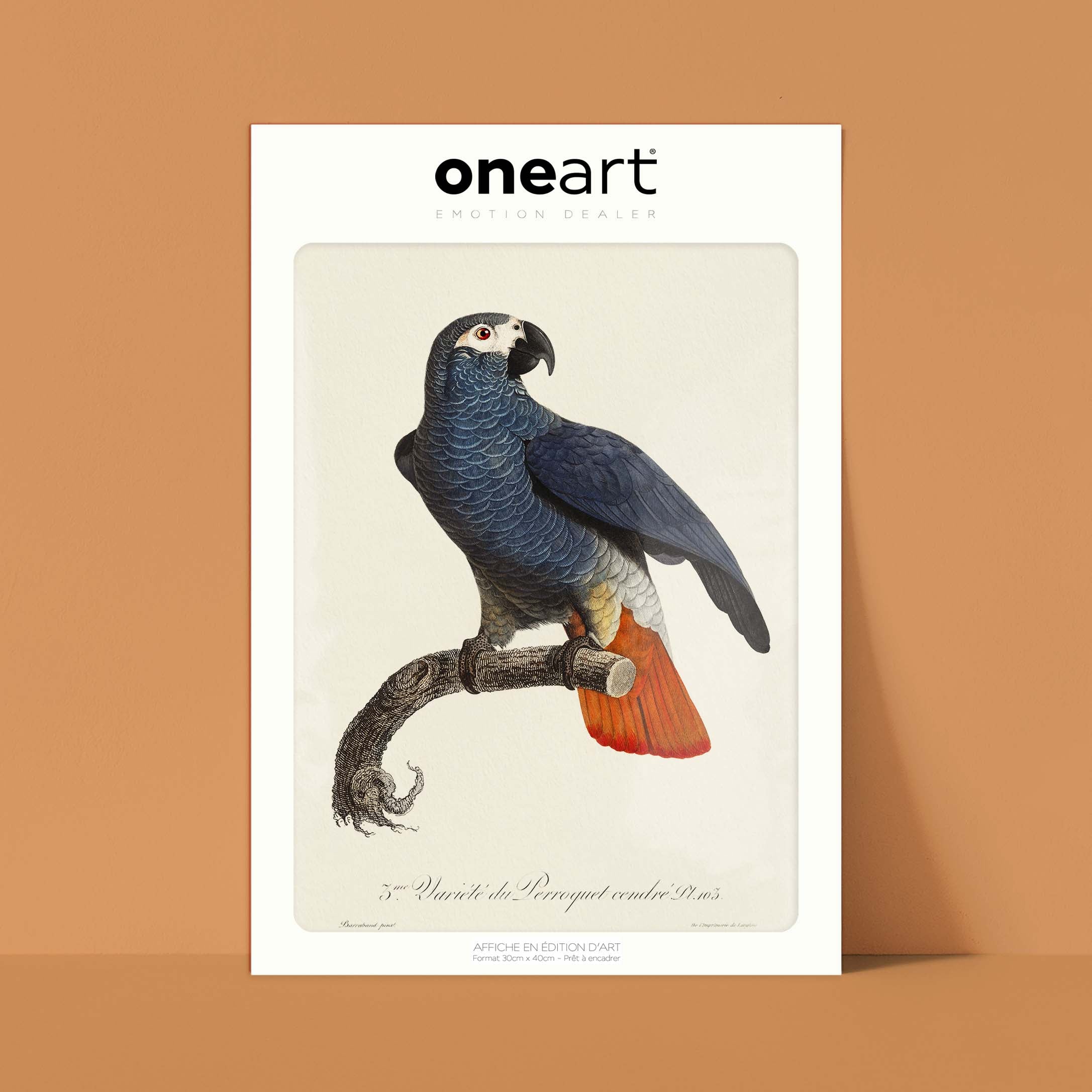Planche d'ornithologie - Le Perroquet cendré-oneart.fr