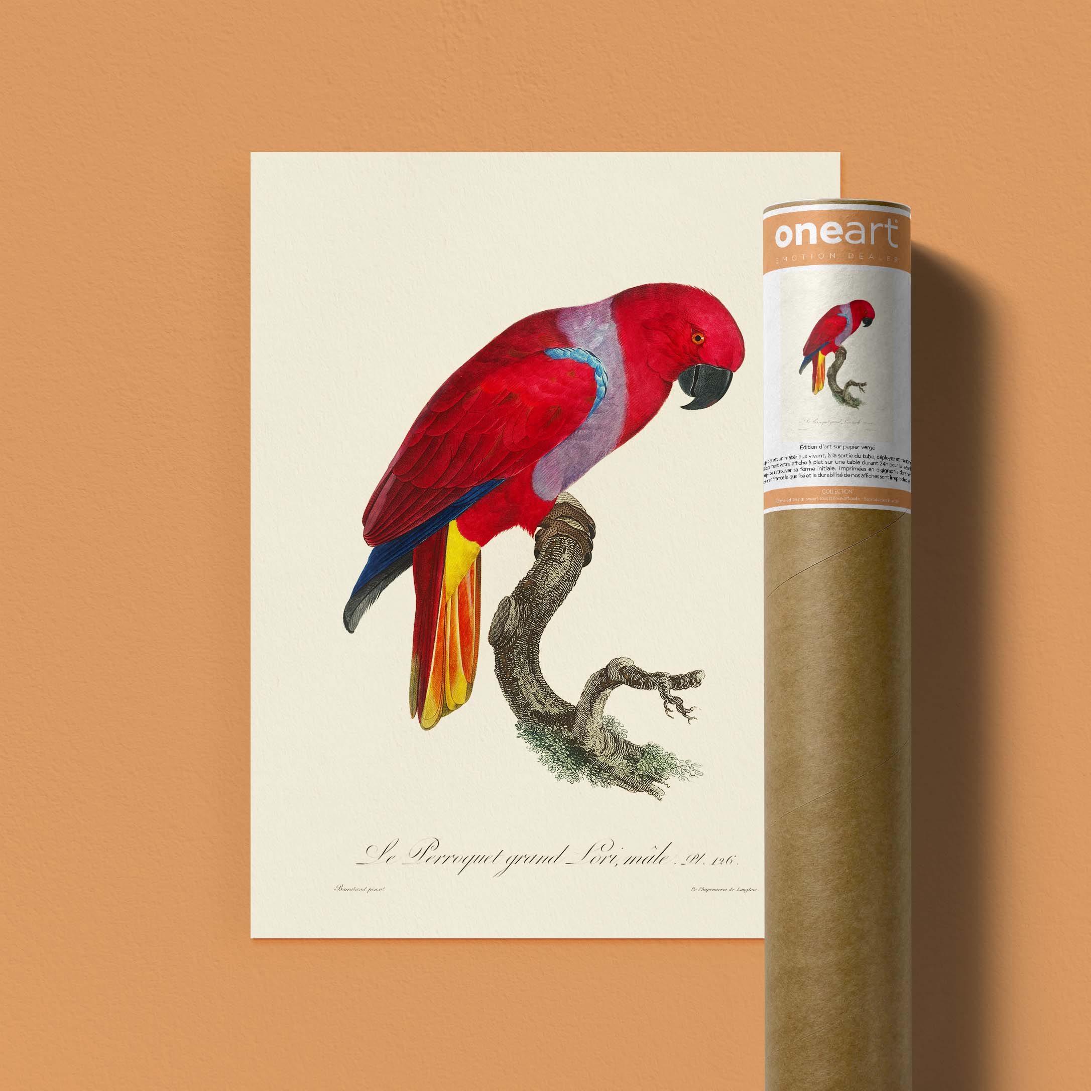 Planche d'ornithologie - Le perroquet grand Lori-oneart.fr