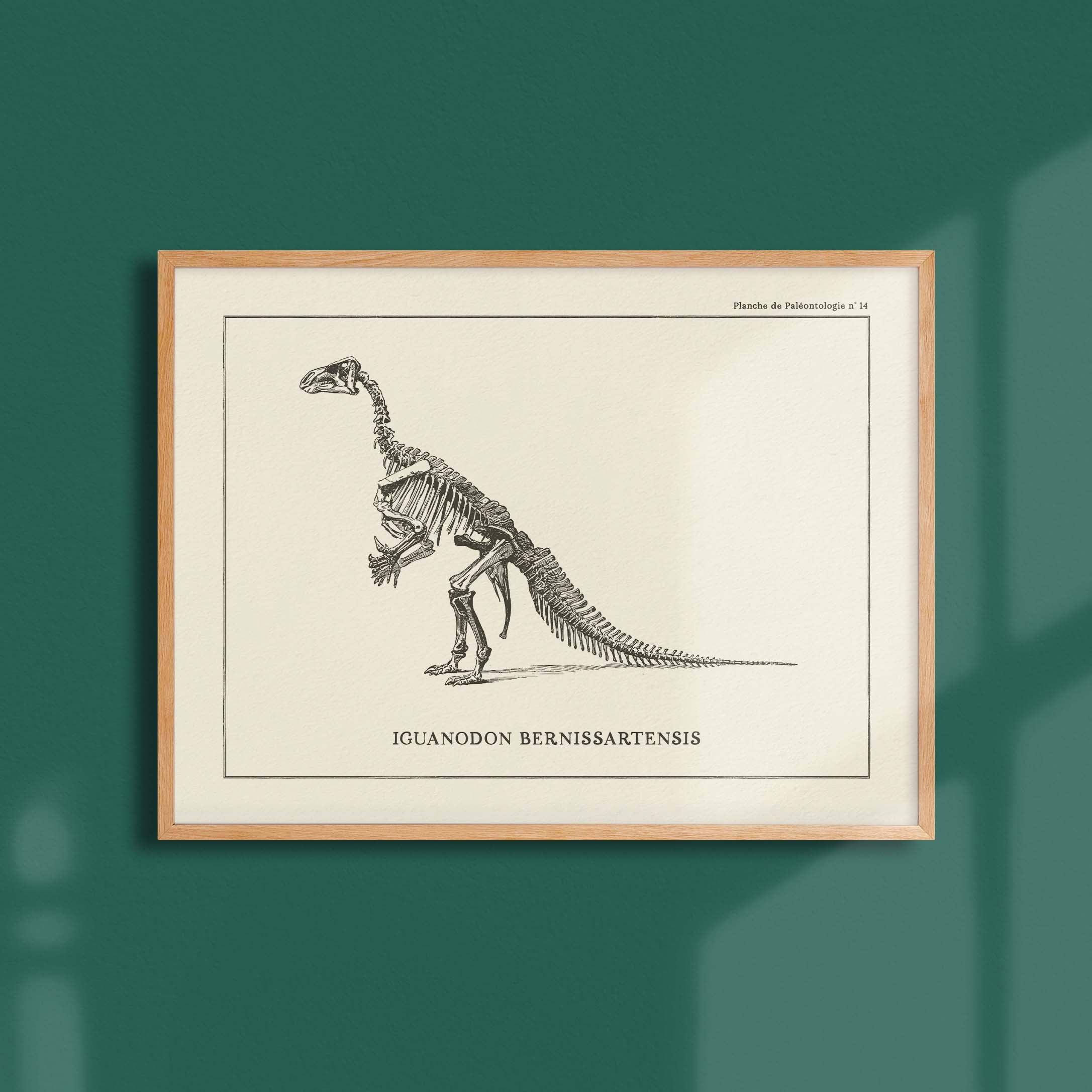 Affiche Dinosaure - Squelette d'iguanodon-oneart.fr