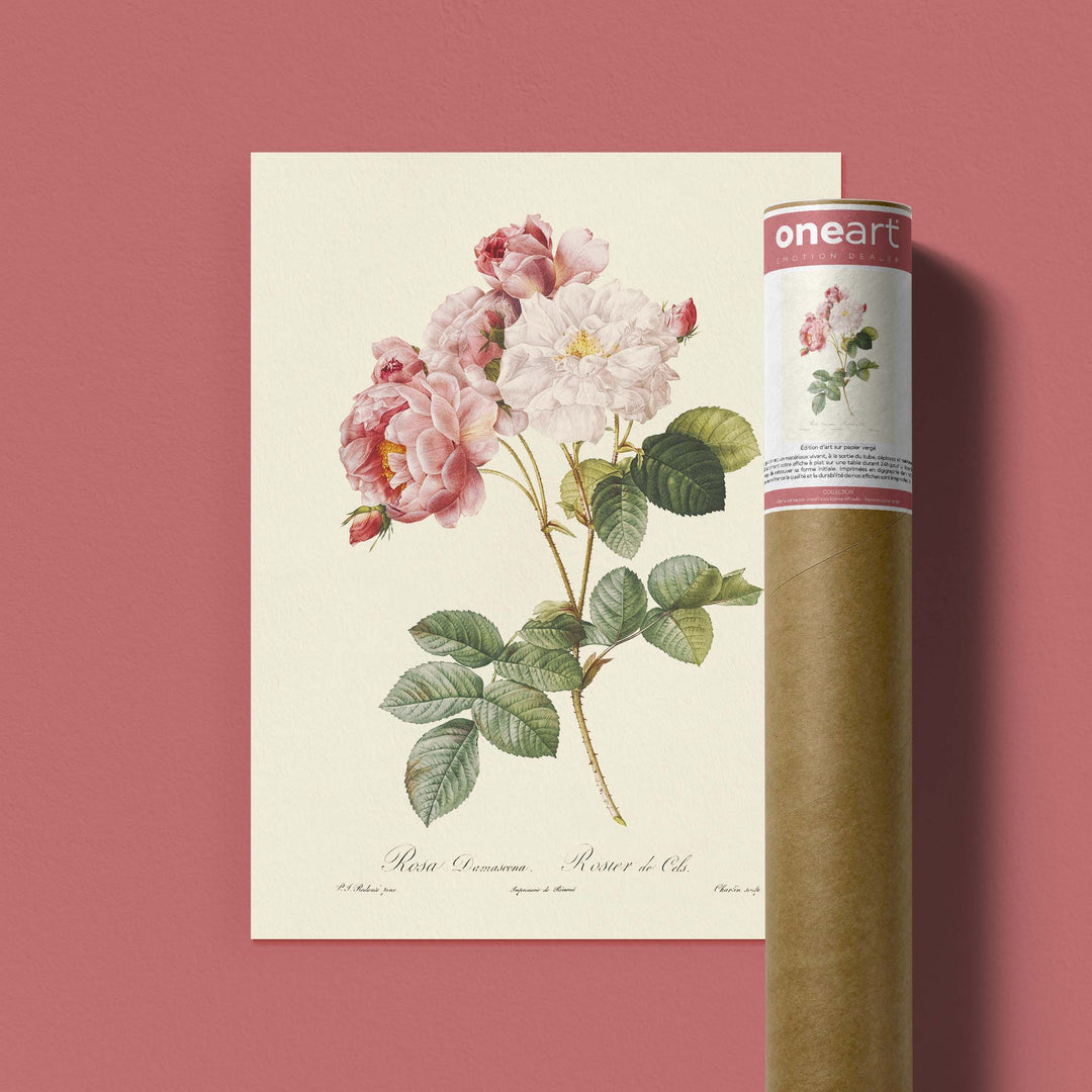 Planche botanique  - Rosier de Cels