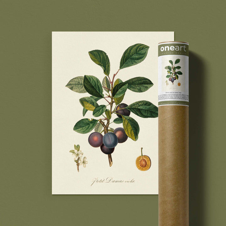 Planche botanique fruit - Petit damas violet