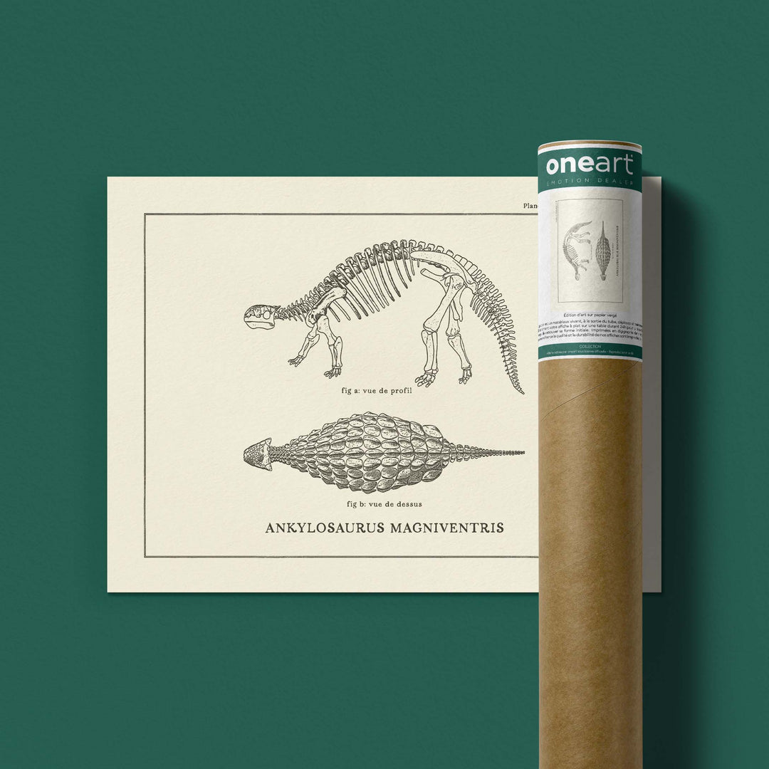 Affiche Dinosaure - Squelette d'ankylosaure