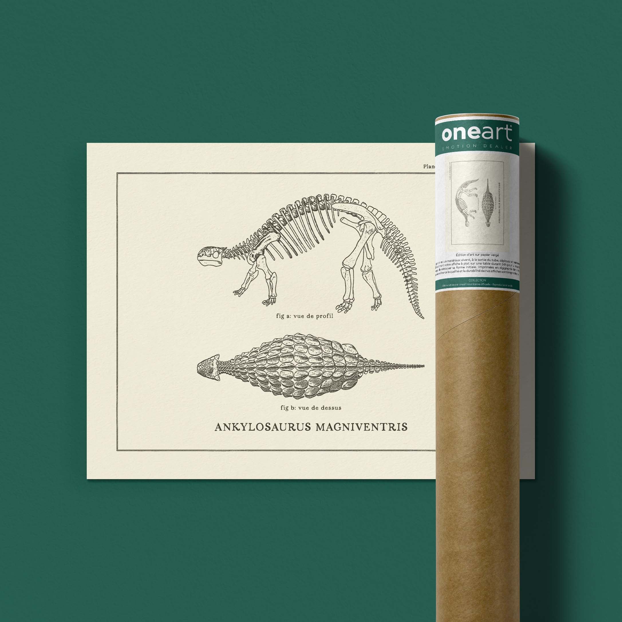 Affiche Dinosaure - Squelette d'ankylosaure-oneart.fr