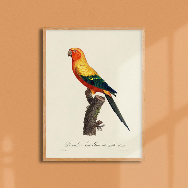 Planche d'ornithologie  - La perruche Ara Guarouba Mâle