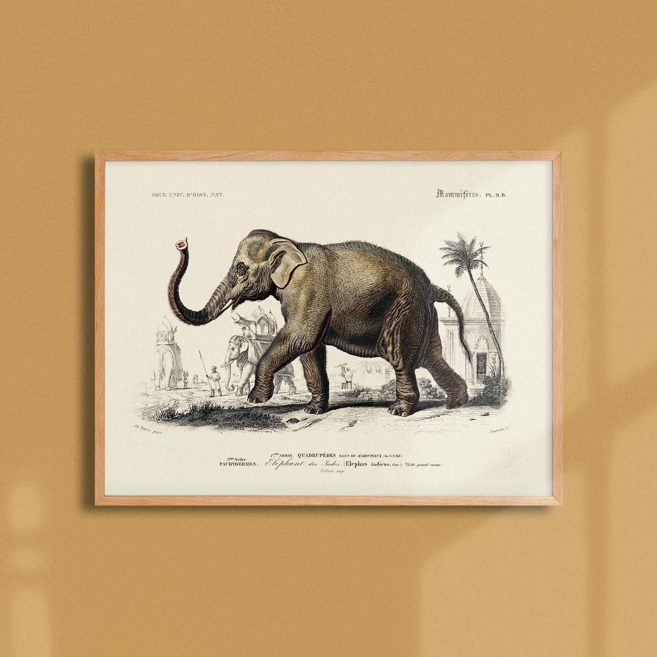 Planche de zoologie - L'éléphant des Indes-oneart.fr