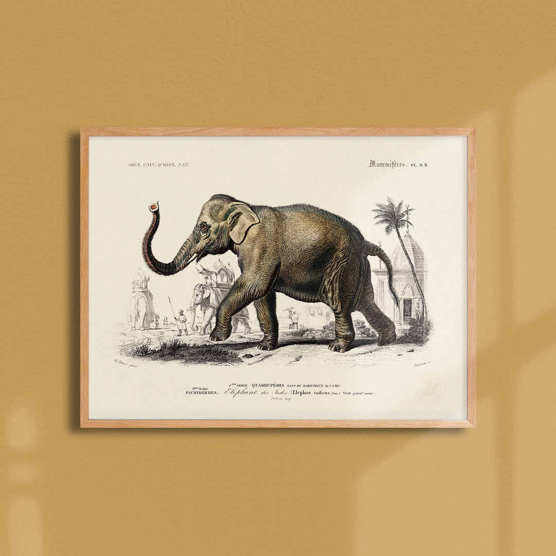 Planche de zoologie  - L'éléphant des Indes