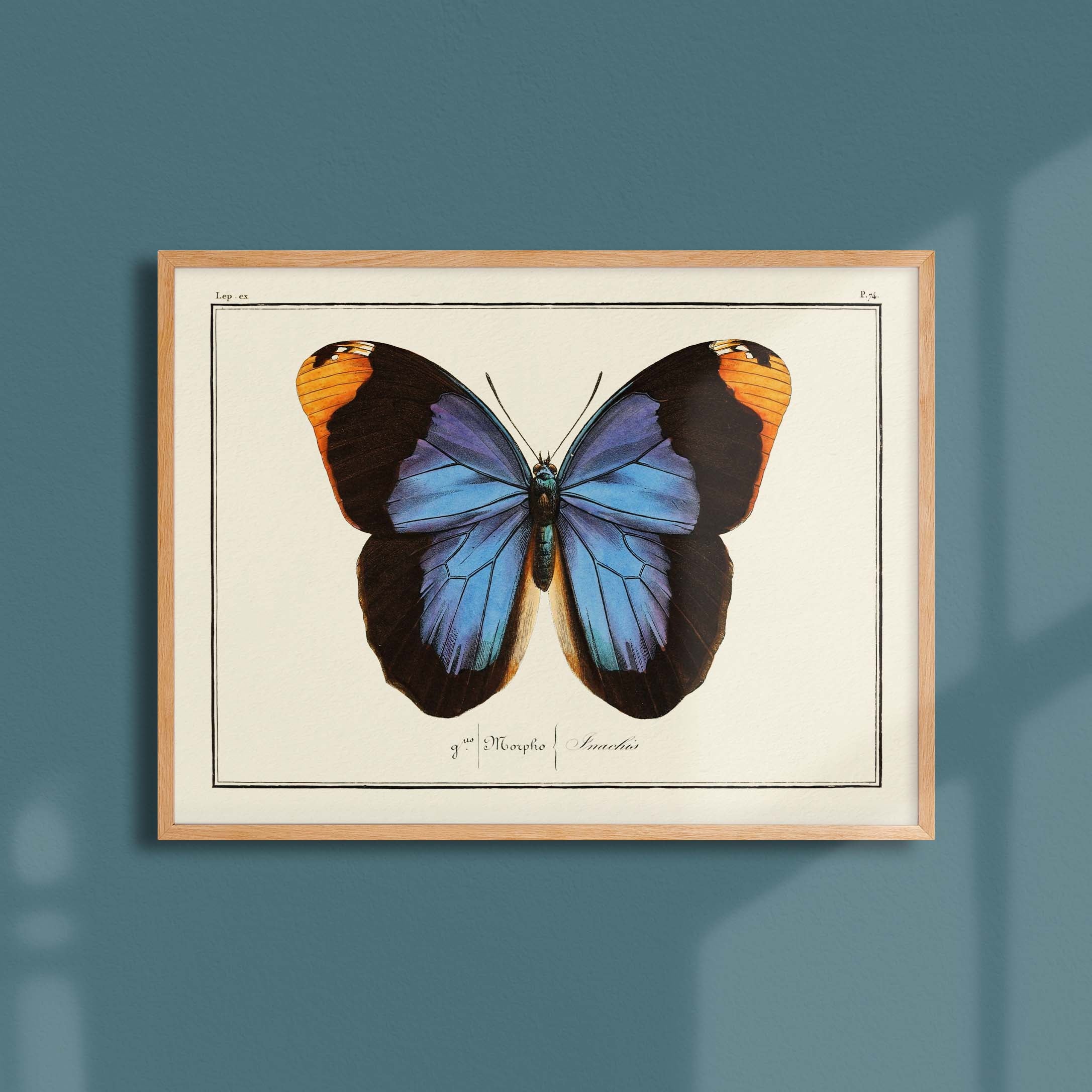 Planche d'entomologie Papillon - N°74-oneart.fr